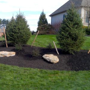 Trees shrubs