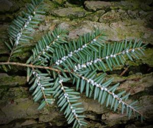 Hemlock Woolly Adelgid